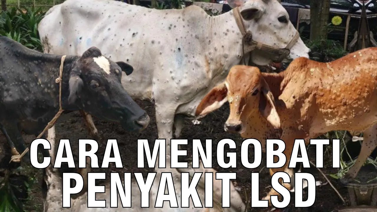 
                                 Penanganan-Penyakit-Sapi-LSD-Lumpy-Skin-Disease